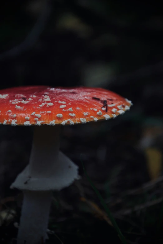 red mushroom with white spots and white on it