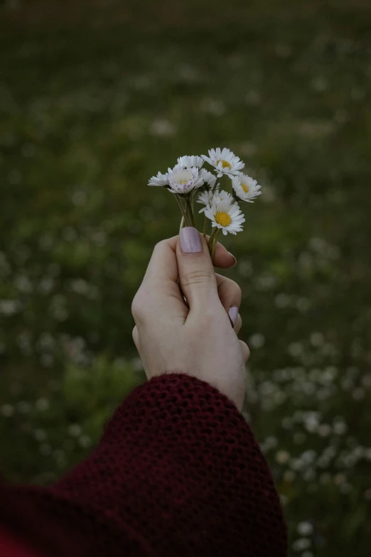 the person is holding a daisy in one hand