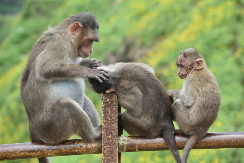 three monkeys sitting and standing on a fence