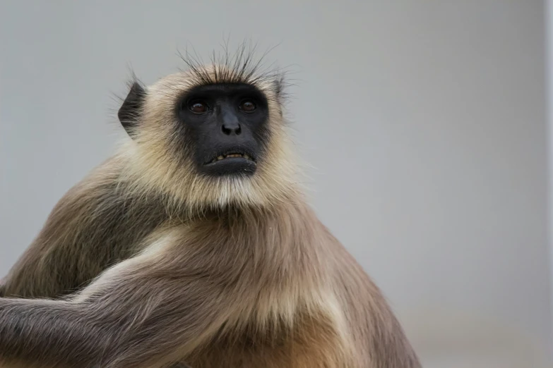 a monkey with long hair sitting on a floor