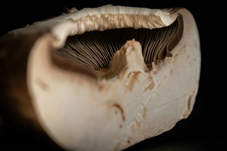 a mushroom with a white substance is shown