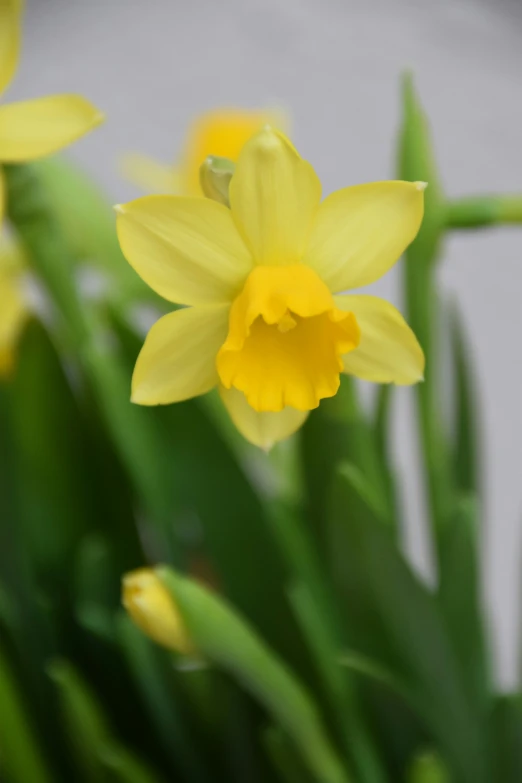 small yellow flowers are seen in a close up po