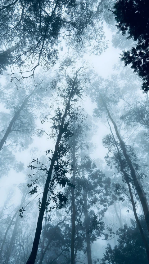 several tall trees are standing against the sky