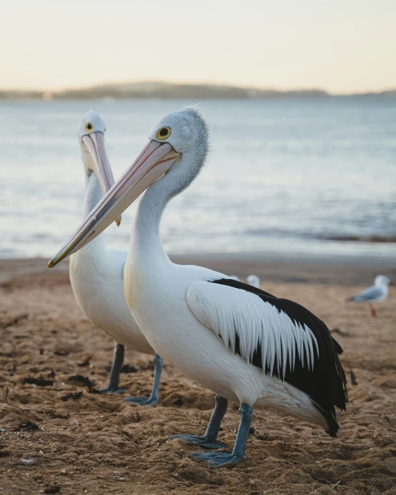 there is a white bird that is standing by some water