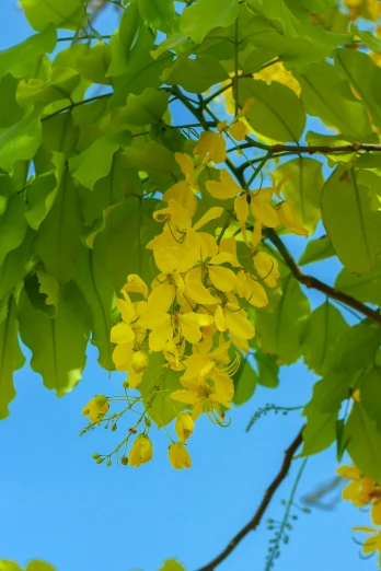 yellow flowers growing from a tree in front of blue skies