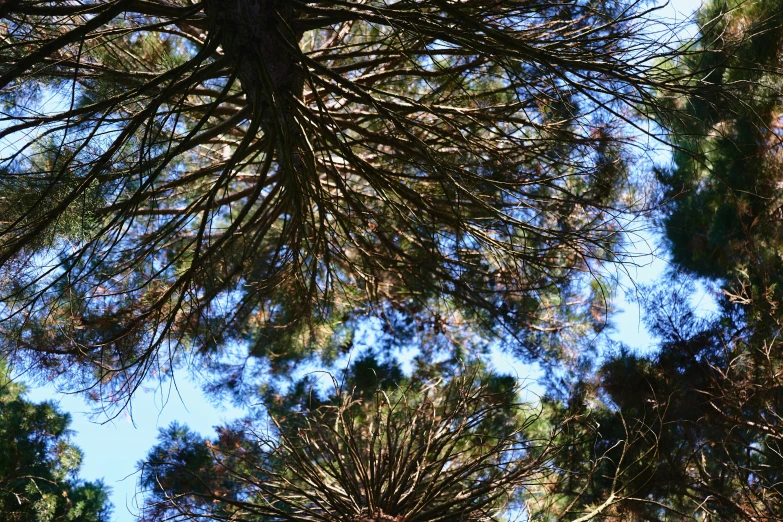 tall trees stand in a wooded area against the blue sky