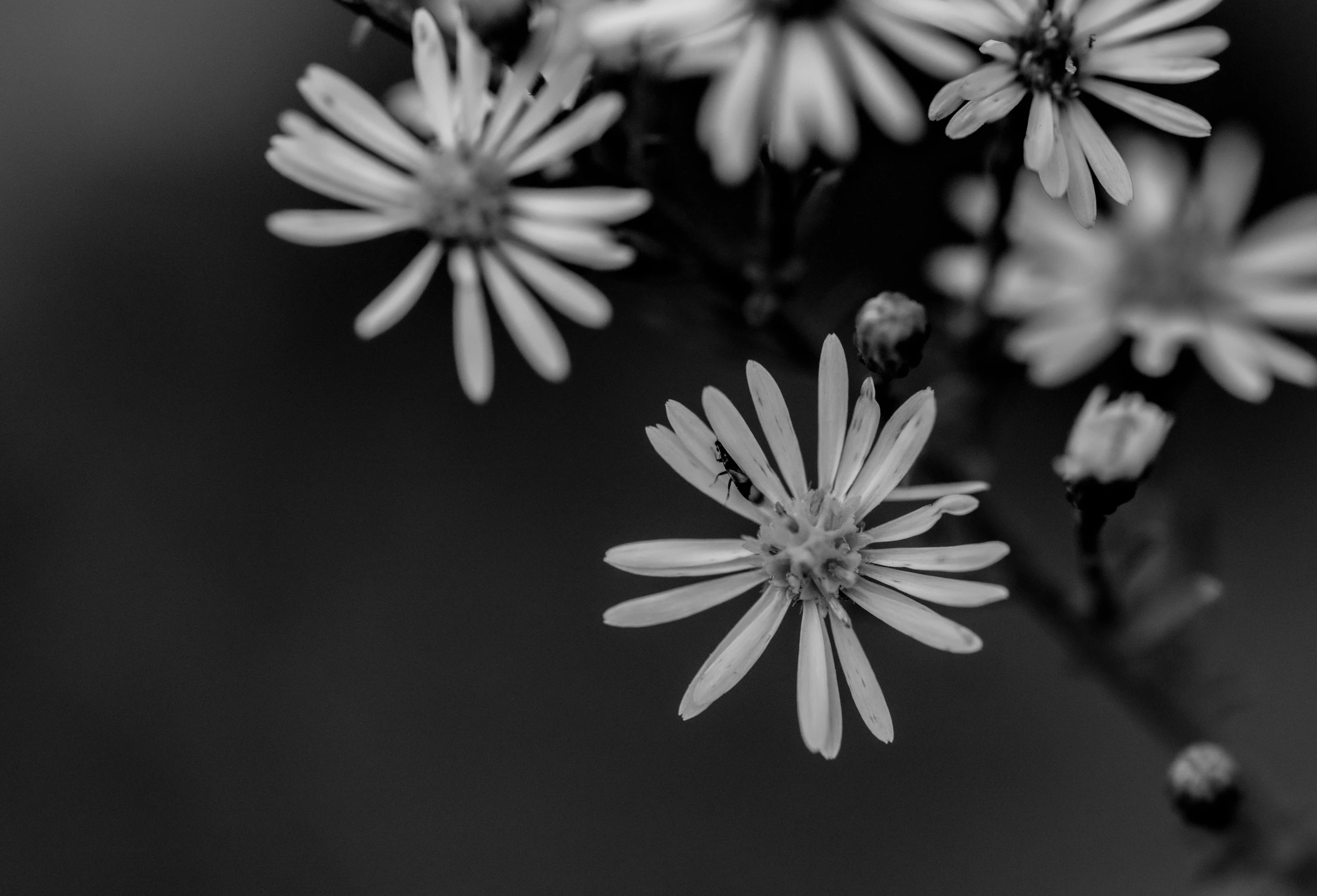 small white flowers in a black and white po