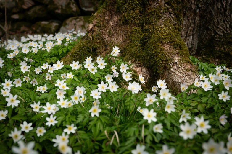 a group of white flowers growing next to a tree
