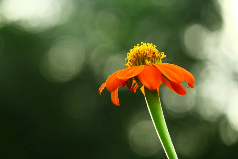 this is an image of a bright orange flower