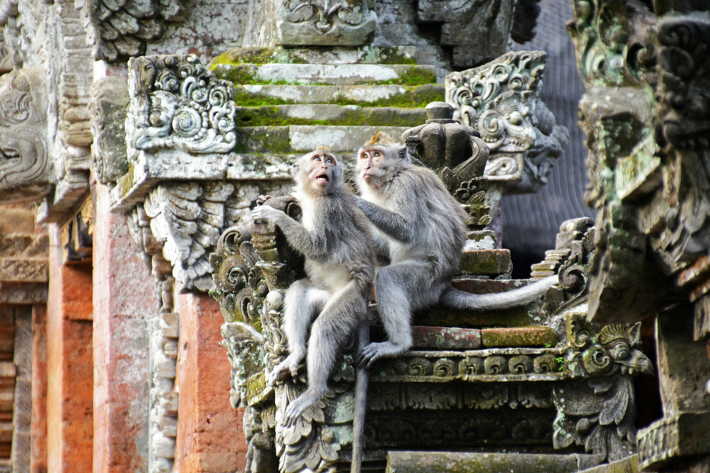 two monkeys are sitting on a pillar with their heads back