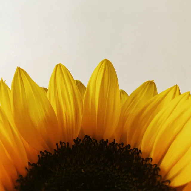 the back side of a sunflower with a white sky behind it