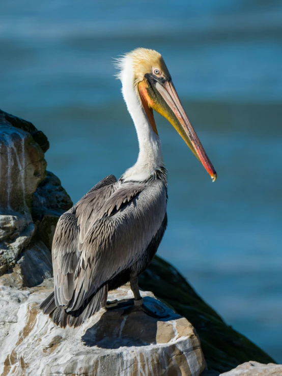 a big bird that is standing on some rocks