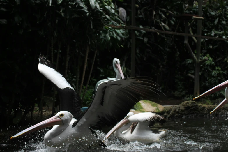 several birds are swimming in a river together