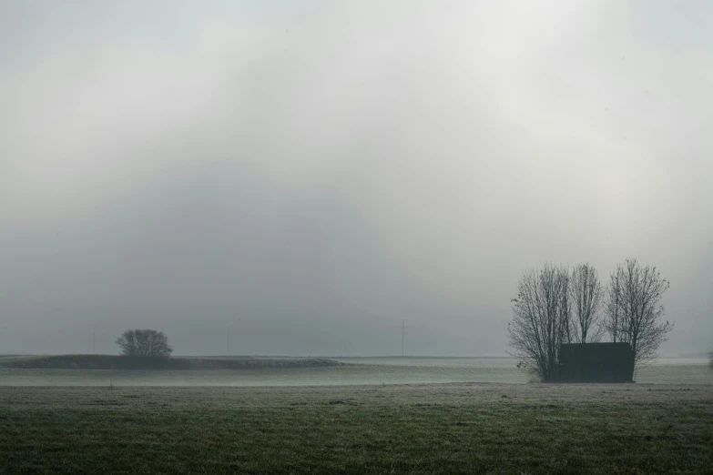 some trees are standing in the fog on a field