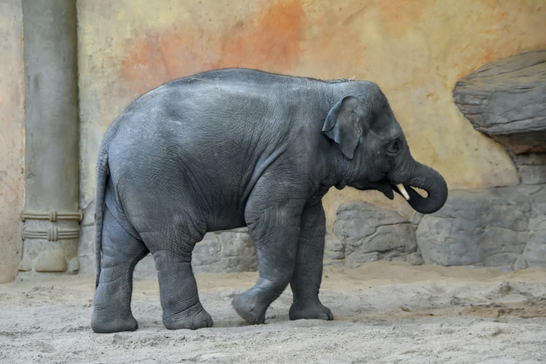 small elephant walking near an orange wall in its enclosure