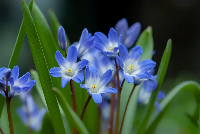 some flowers are starting to bloom with green leaves