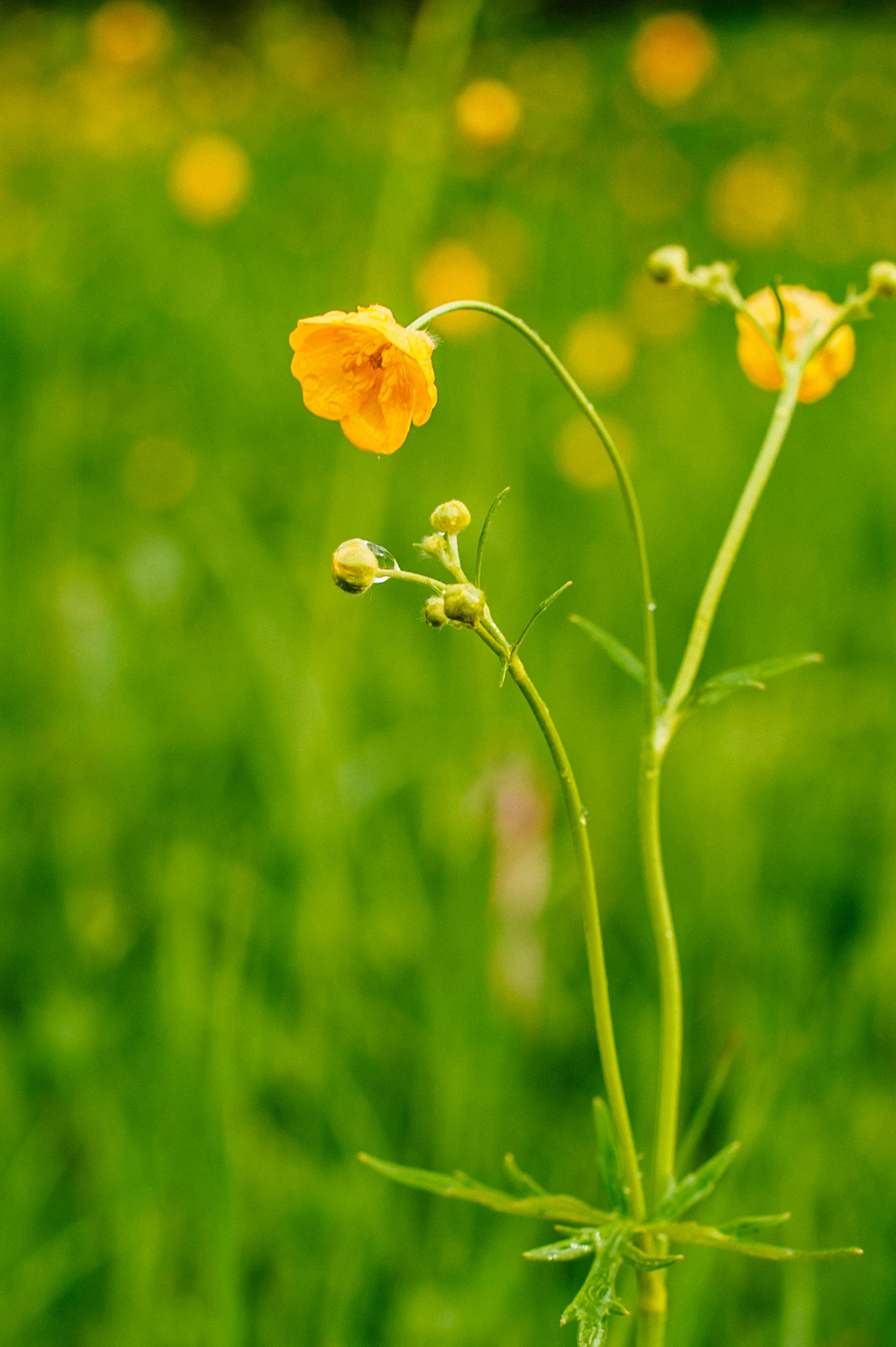 a yellow flower growing on a stem in the middle of some grass