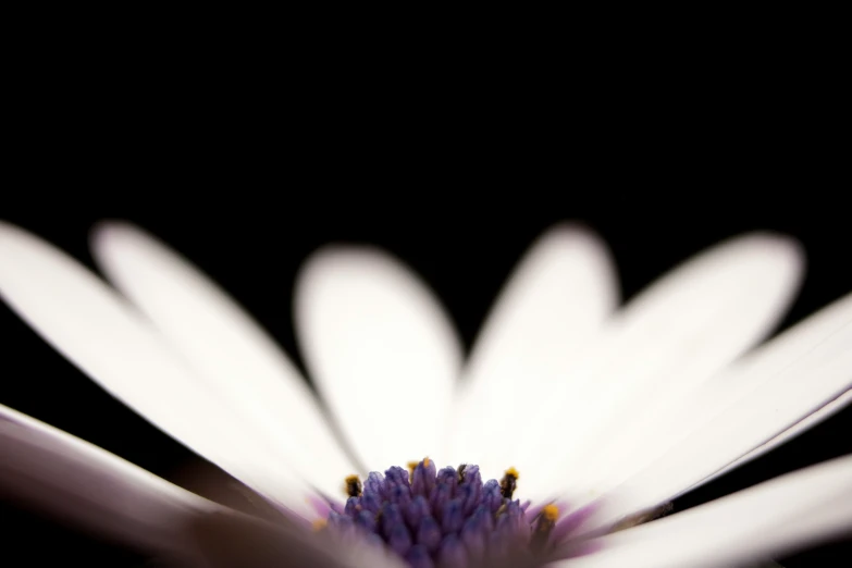 there is a purple flower that is in the middle of a black background