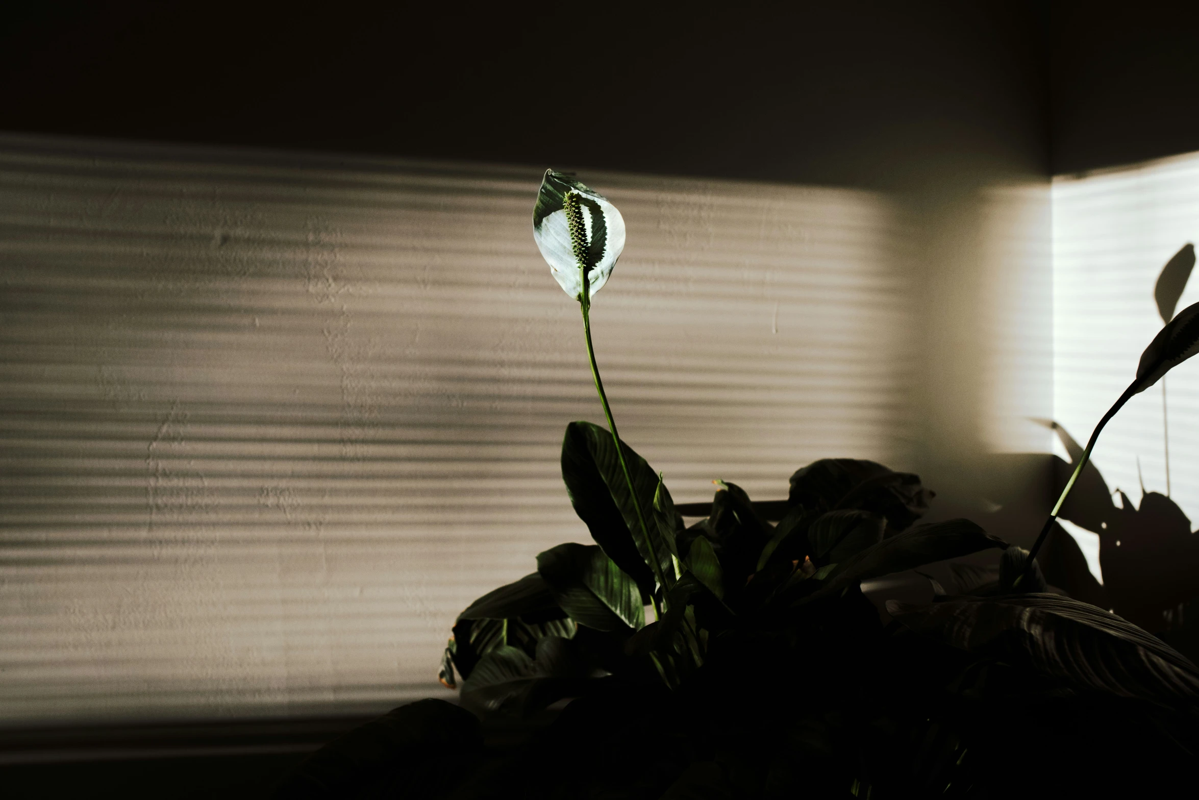 a close up of a plant in a room