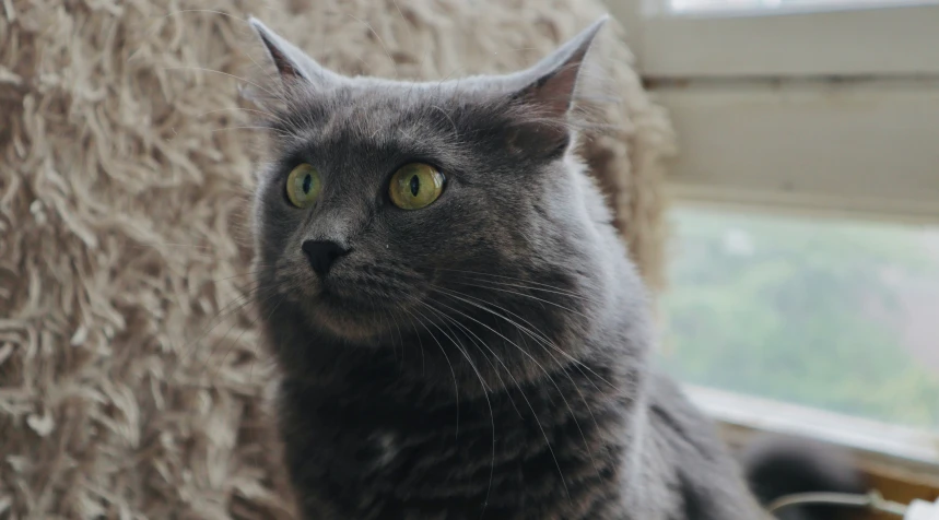 a gray cat stares while sitting next to a window