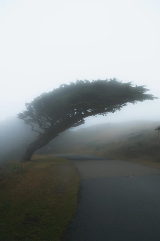 a very tall tree over an open road