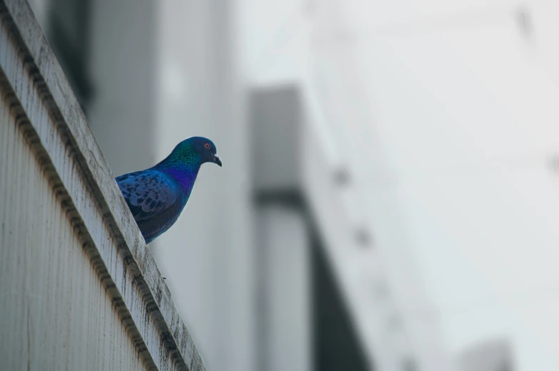 a colorful bird is sitting on the ledge