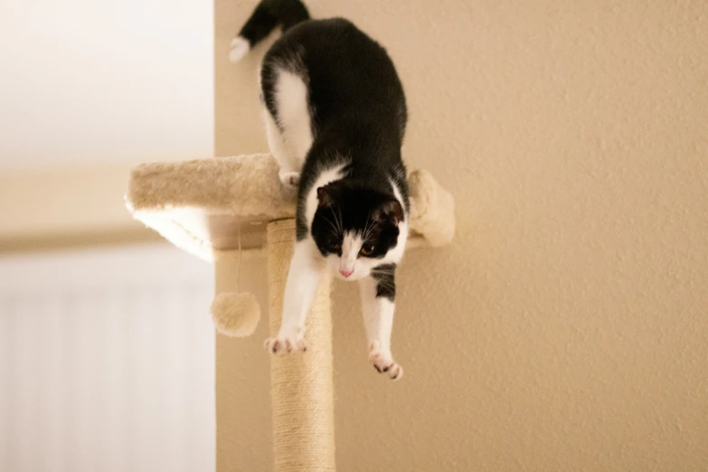 a black and white cat jumps onto a scratching post