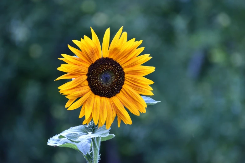 a single sunflower is seen close up in this po