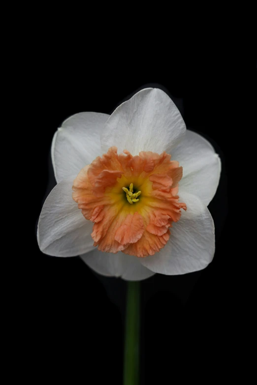 a white and orange flower with black background