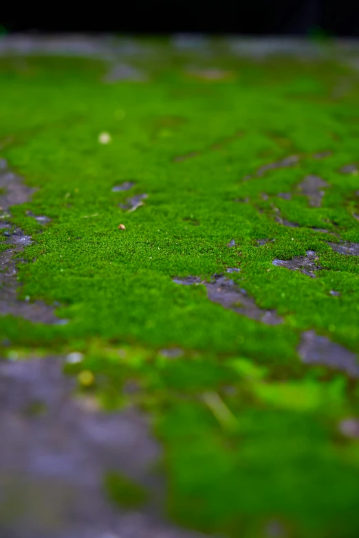 a green patch of grass with tiny birds on the ground