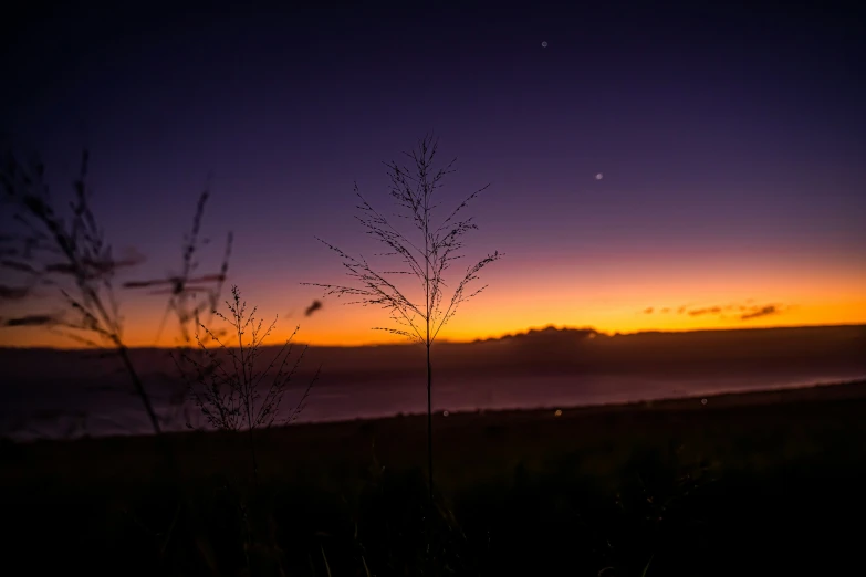 silhouette of plants near body of water at dusk