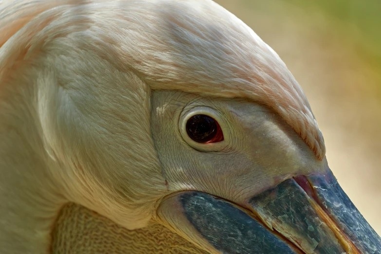 closeup of the nose of a white bird