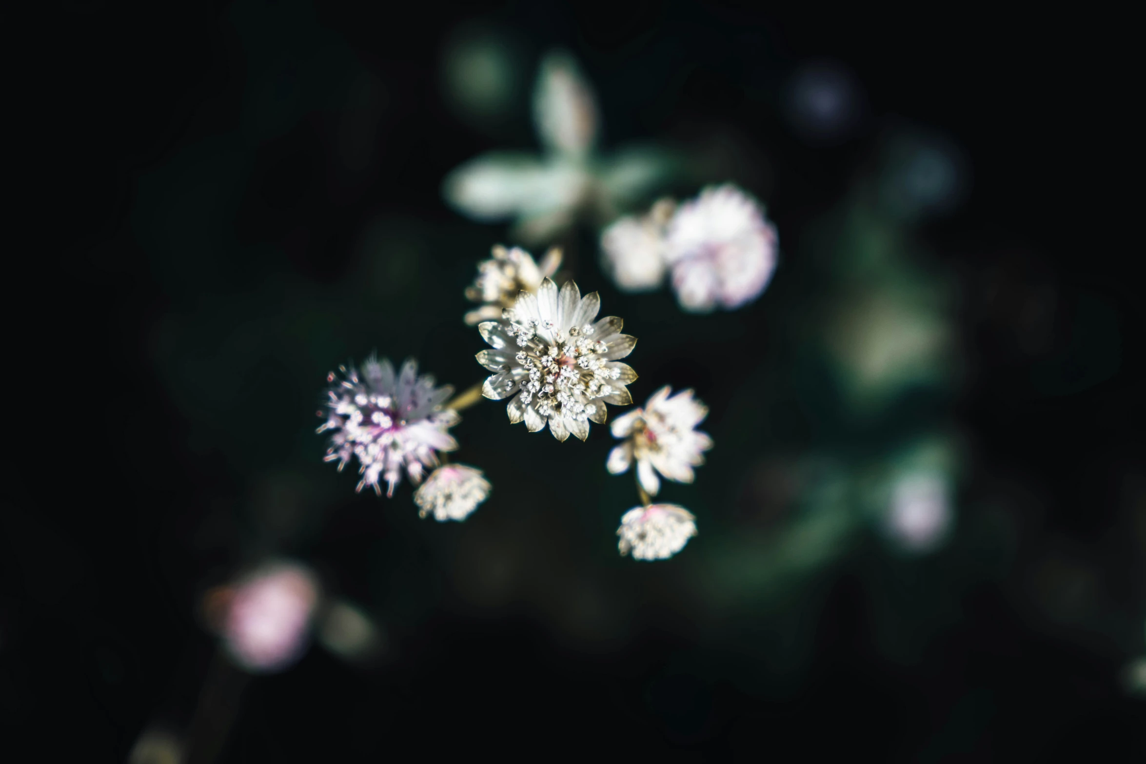 some very pretty flowers in the dark and green light