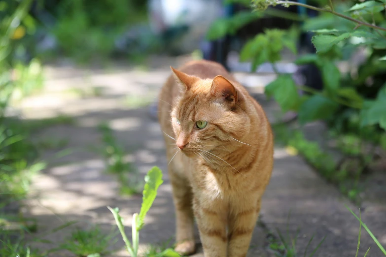 an orange cat walking across a gravel path