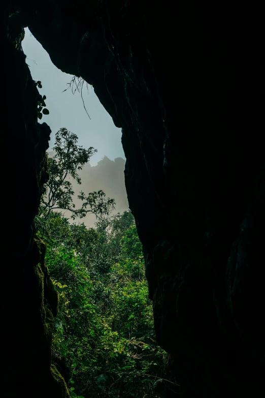 the jungle is green in an intense light