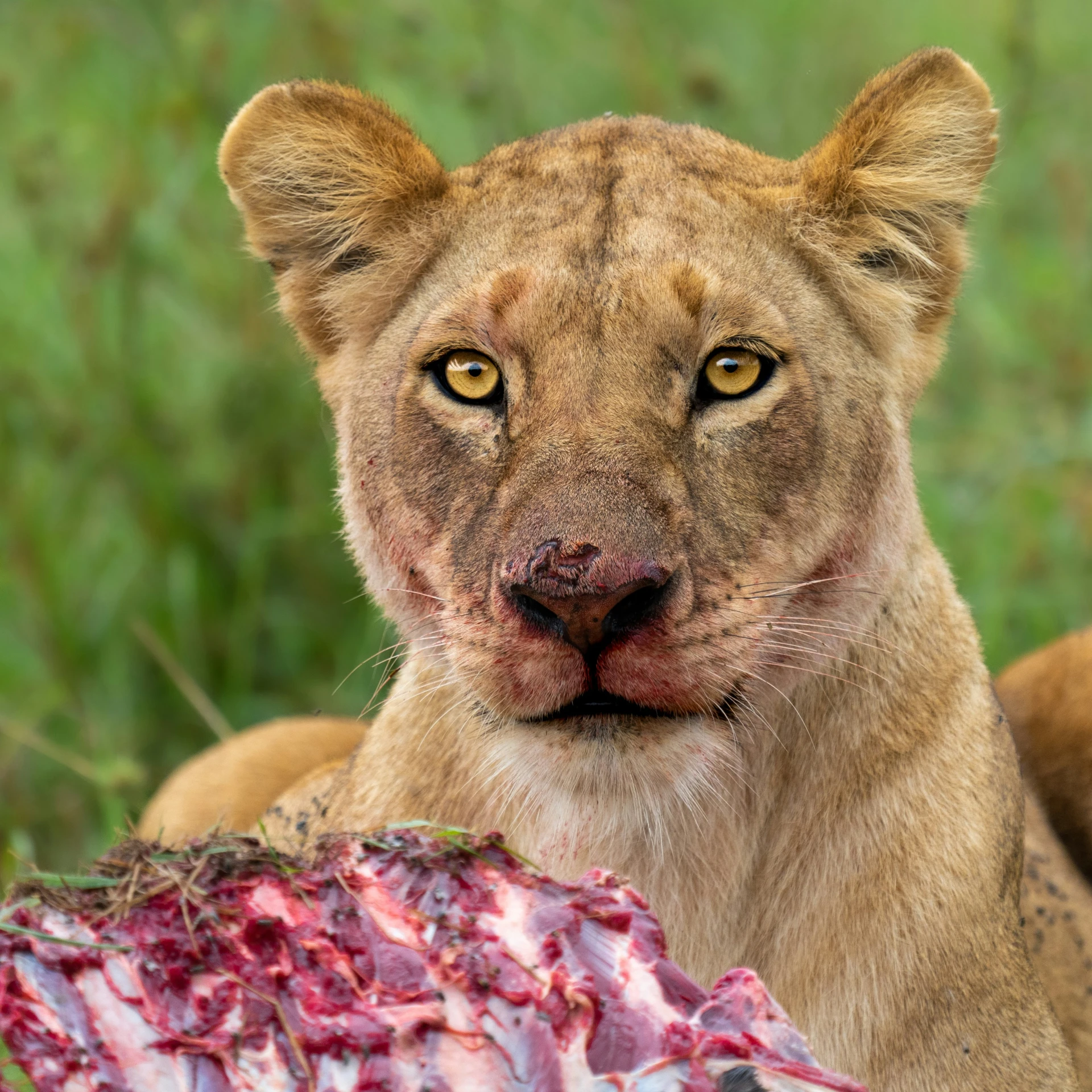 a lion with a dead animal in its mouth