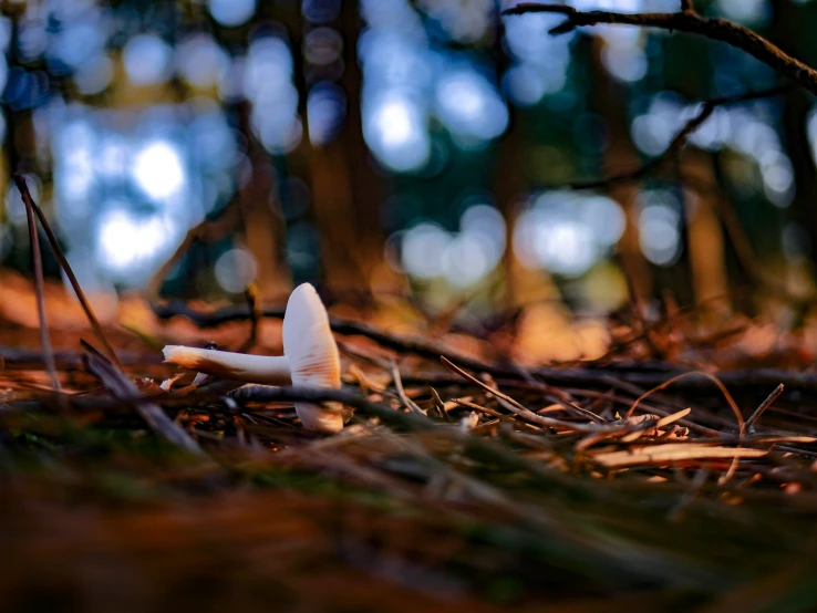 a small white mushroom sitting on the ground