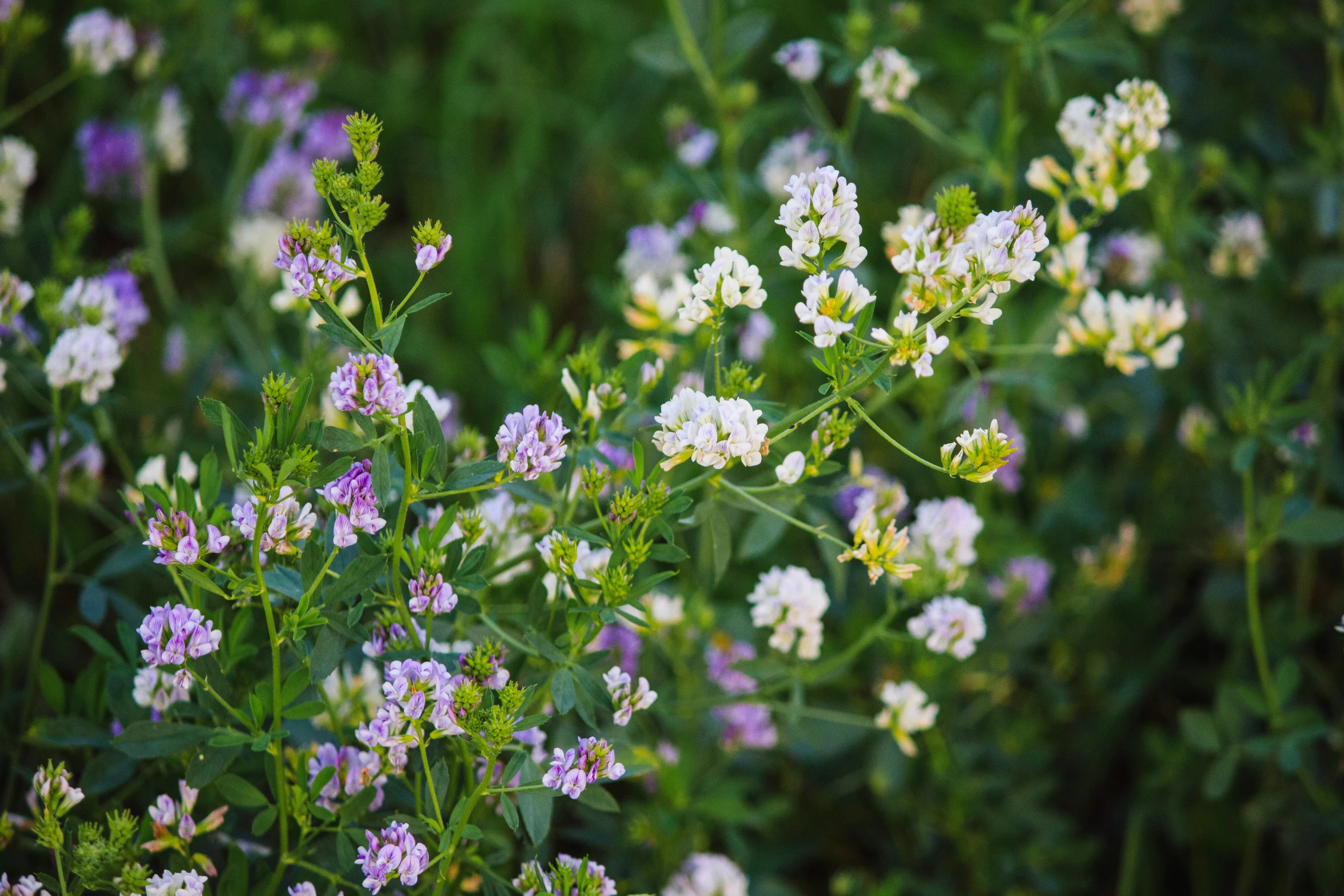 small white flowers in a grassy area with green stems