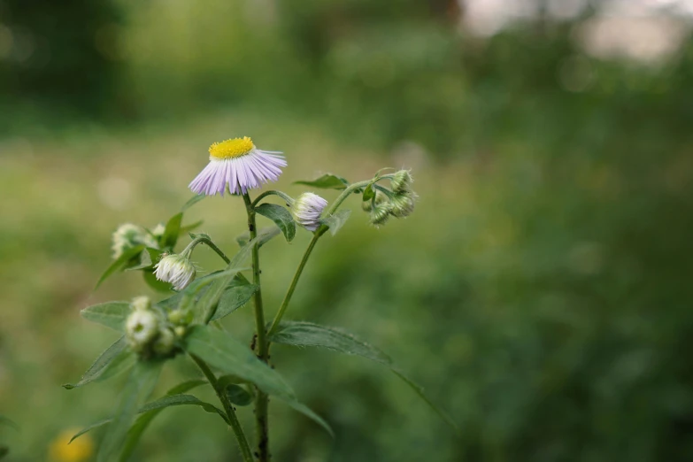 two flowers sitting next to each other on top of a grass covered field