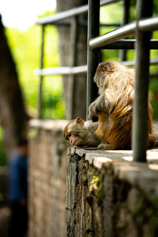 a small monkey is sitting at the edge of a cage