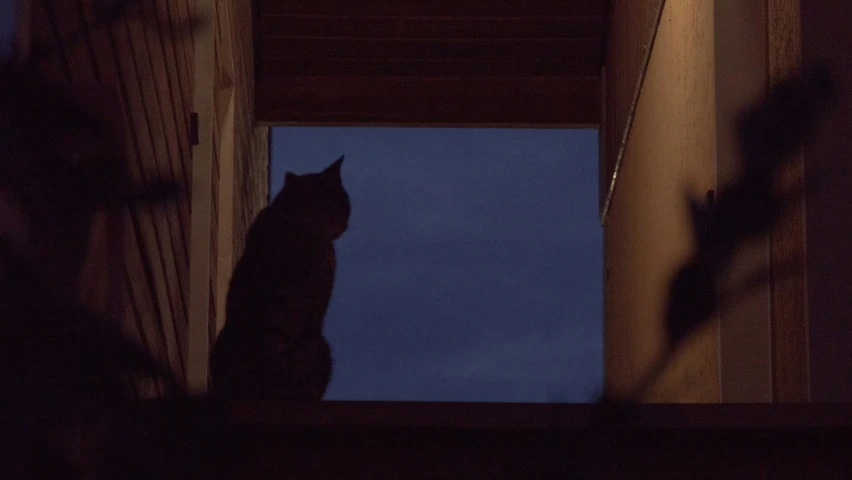 a cat stands in an open doorway looking outside