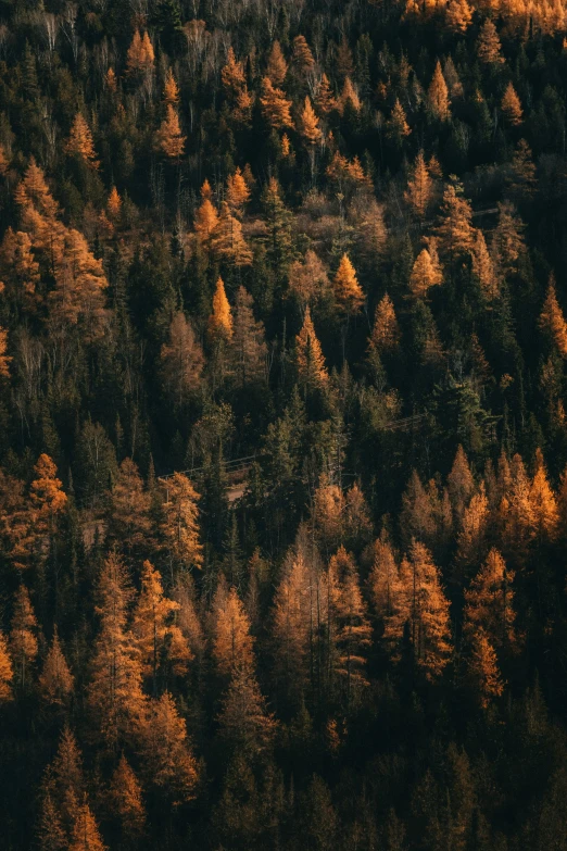 a plane flying over the top of a tree forest