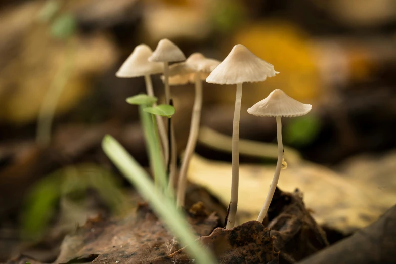 three white mushrooms that are growing in the ground