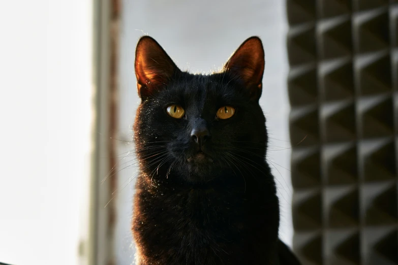 a black cat staring at the camera with its ears close up