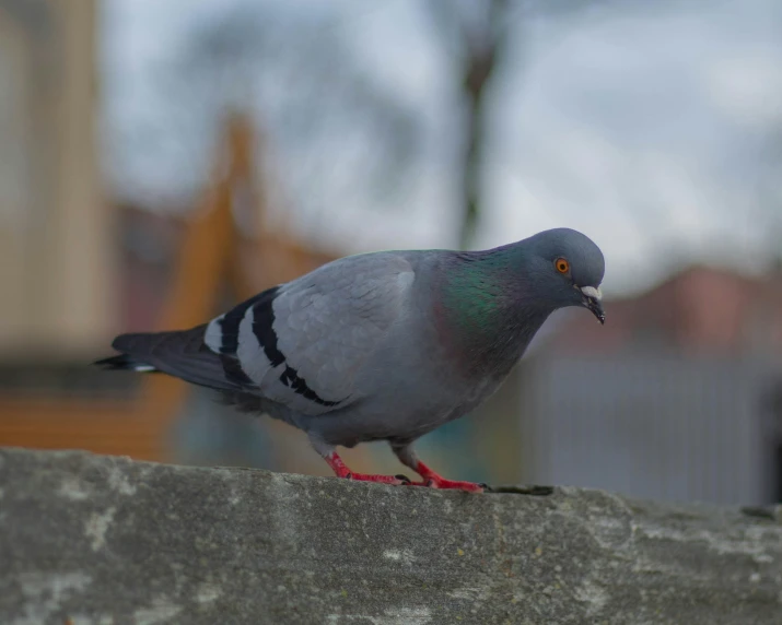 a pigeon sitting on top of a stone wall