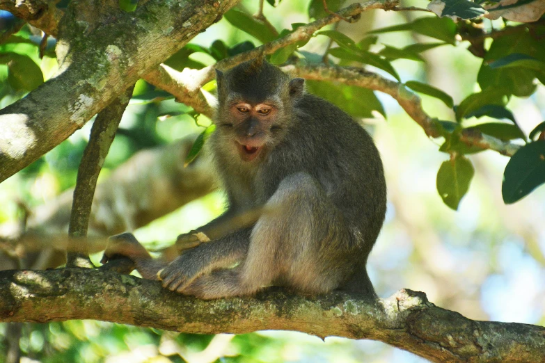 the monkey is sitting on a tree limb