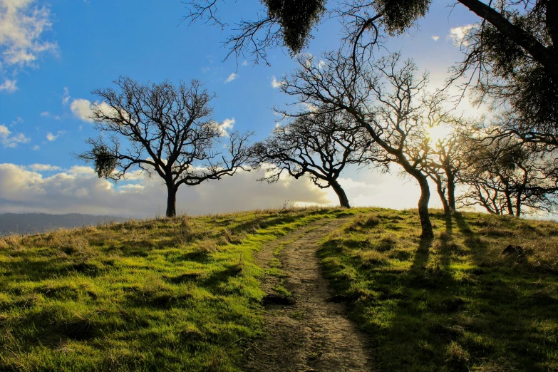 a green field with some trees on it