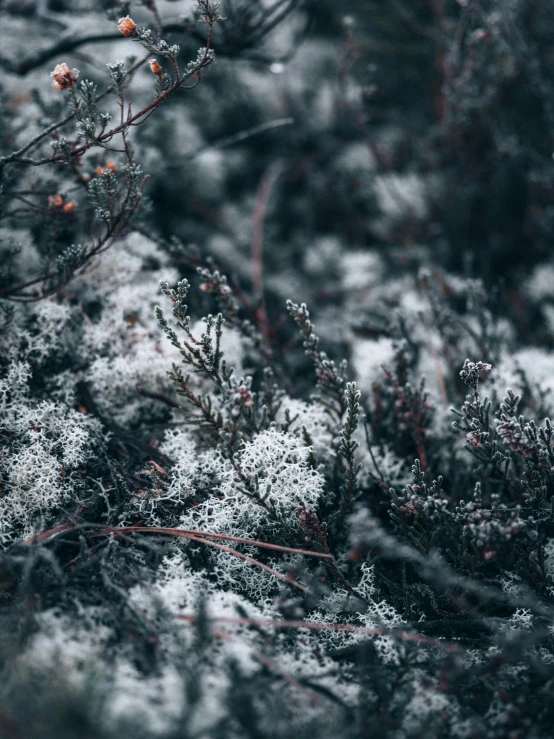 some small nches covered with snow and ice