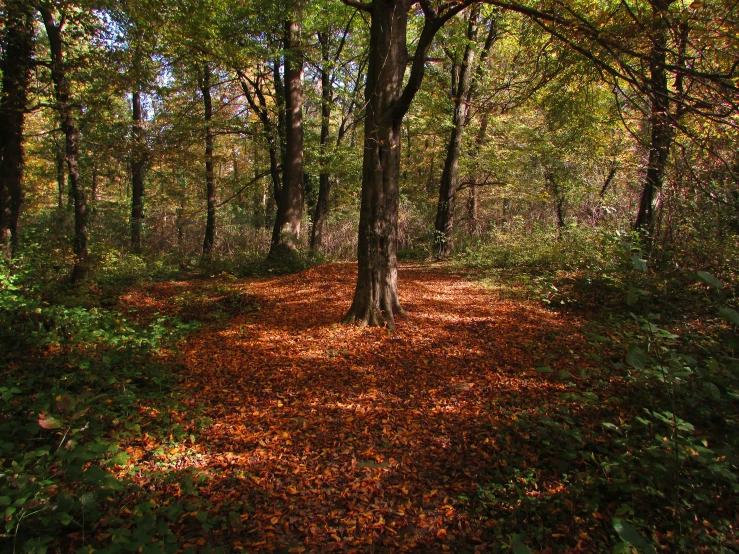 there is a very big area with lots of leaves and grass