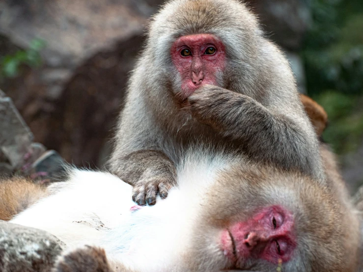 two monkeys are laying down on the rocks